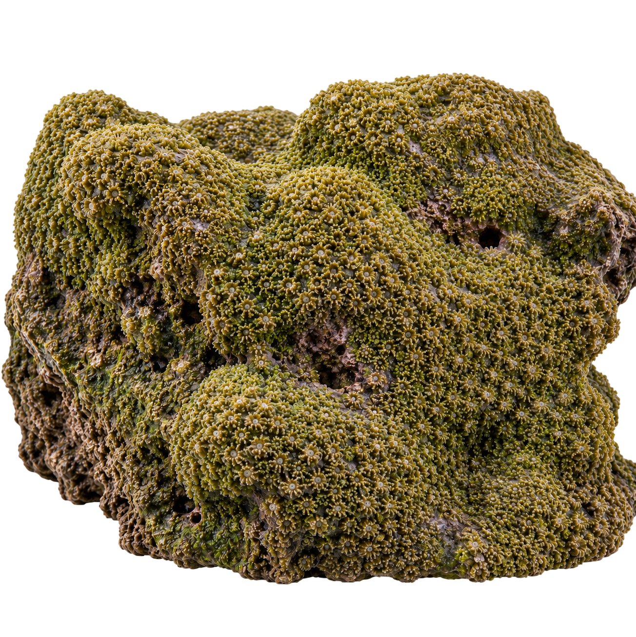 Convexastrea dendroidea