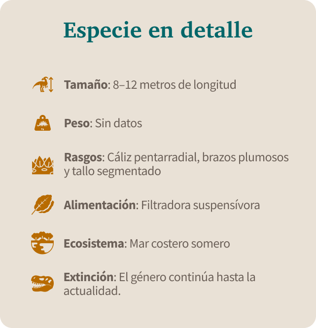 Especie en detalle: tamaño, peso, rasgos, alimentación, ecosistema y extinción de Equus neogeus