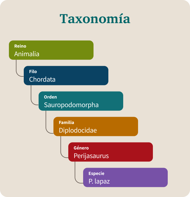 Taxonomía de Equus neogeus: Animalia, Chordata, Sauropodomorpha, Diplodocidae, Perijasaurus, P. lapaz